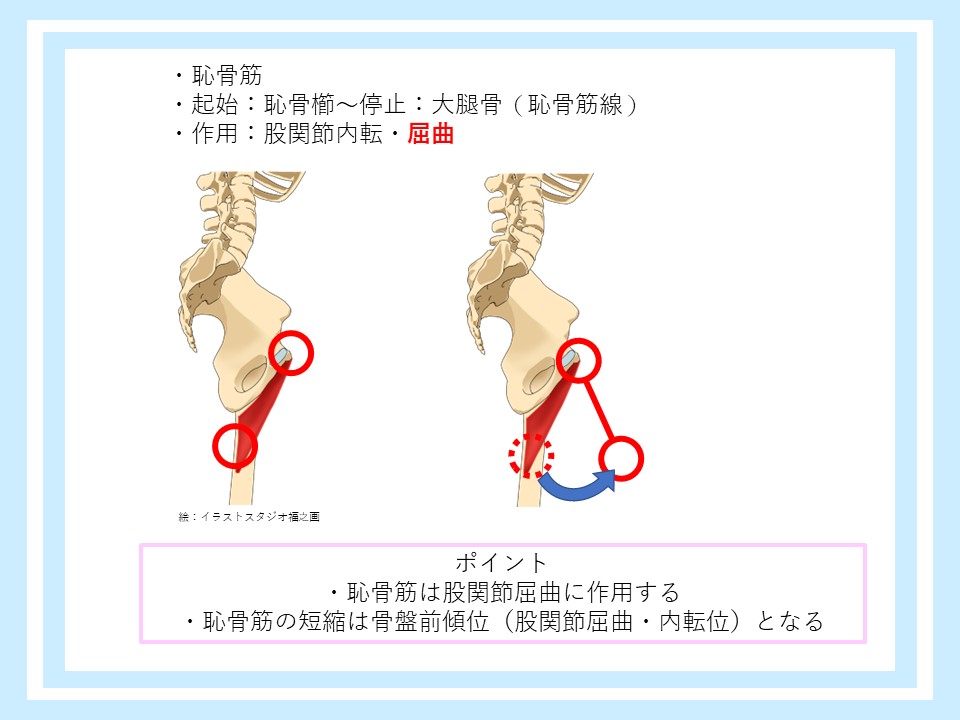 恥骨筋の起始停止と作用
