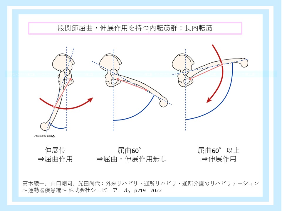 長内転筋の屈伸作用