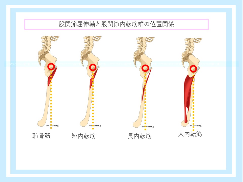 股関節内転筋群の屈伸作用
