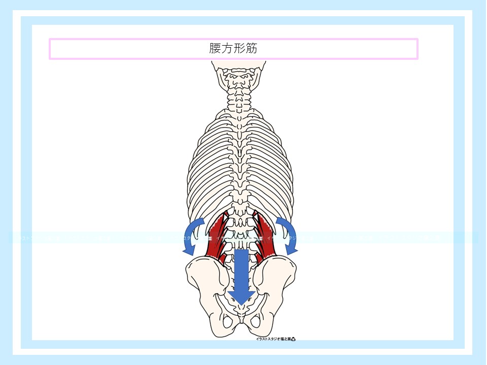 腰方形筋の起始停止と作用