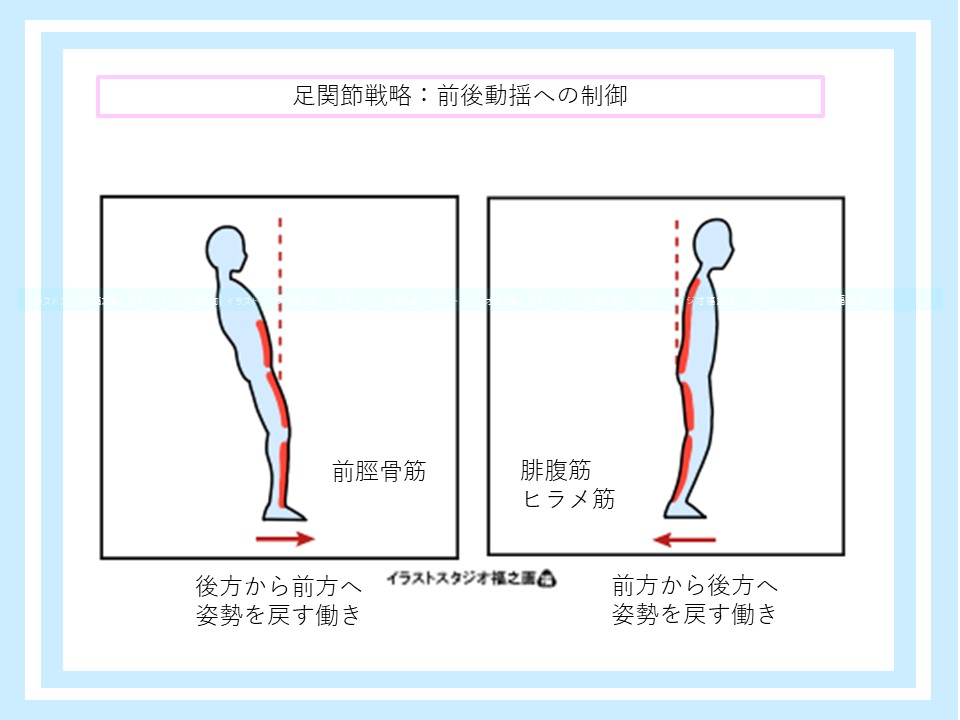 足関節戦略：前後の姿勢制御で機能する筋