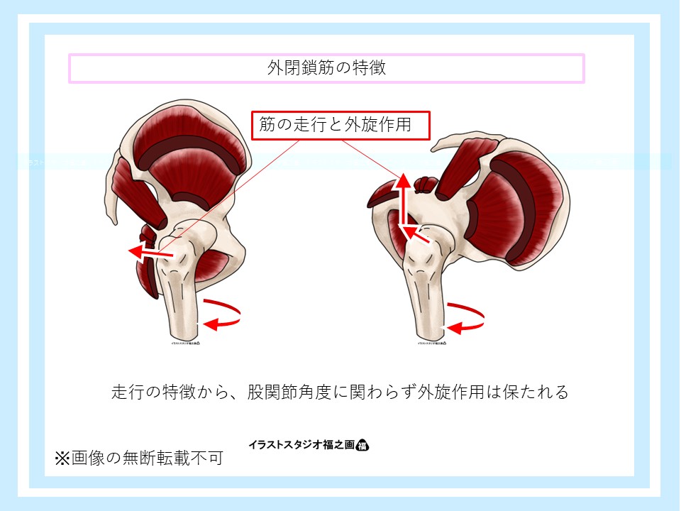 外閉鎖筋の走行と外旋作用