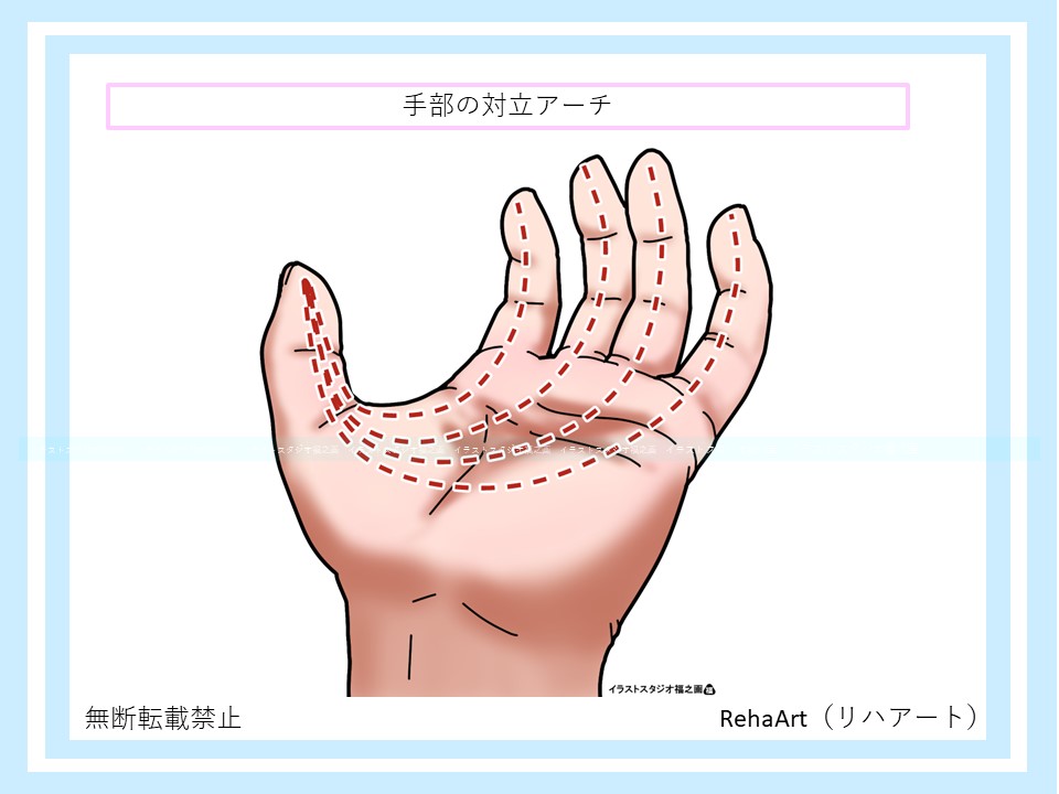 イラストで分かる手部アーチ構造：対立アーチ