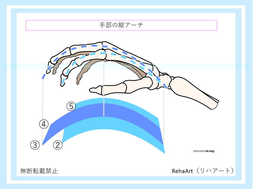 イラストで分かる手部アーチ構造：縦アーチ