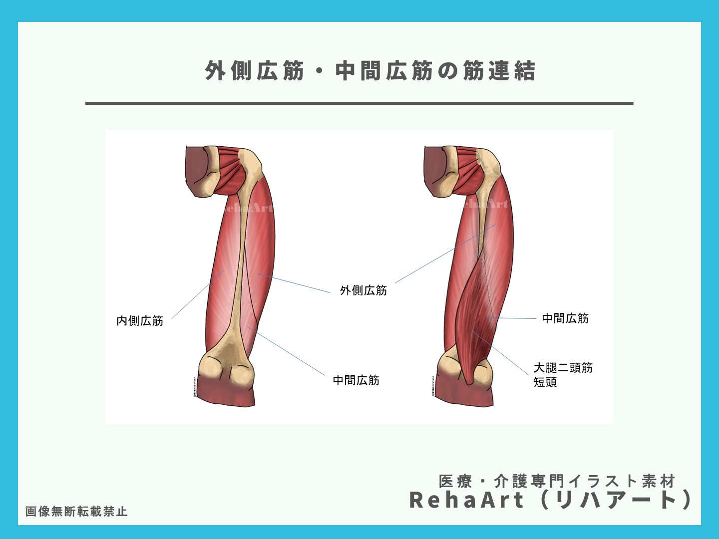 2.イラストで分かる外側広筋・中間広筋・の大腿二頭筋との筋連結・評価・機能