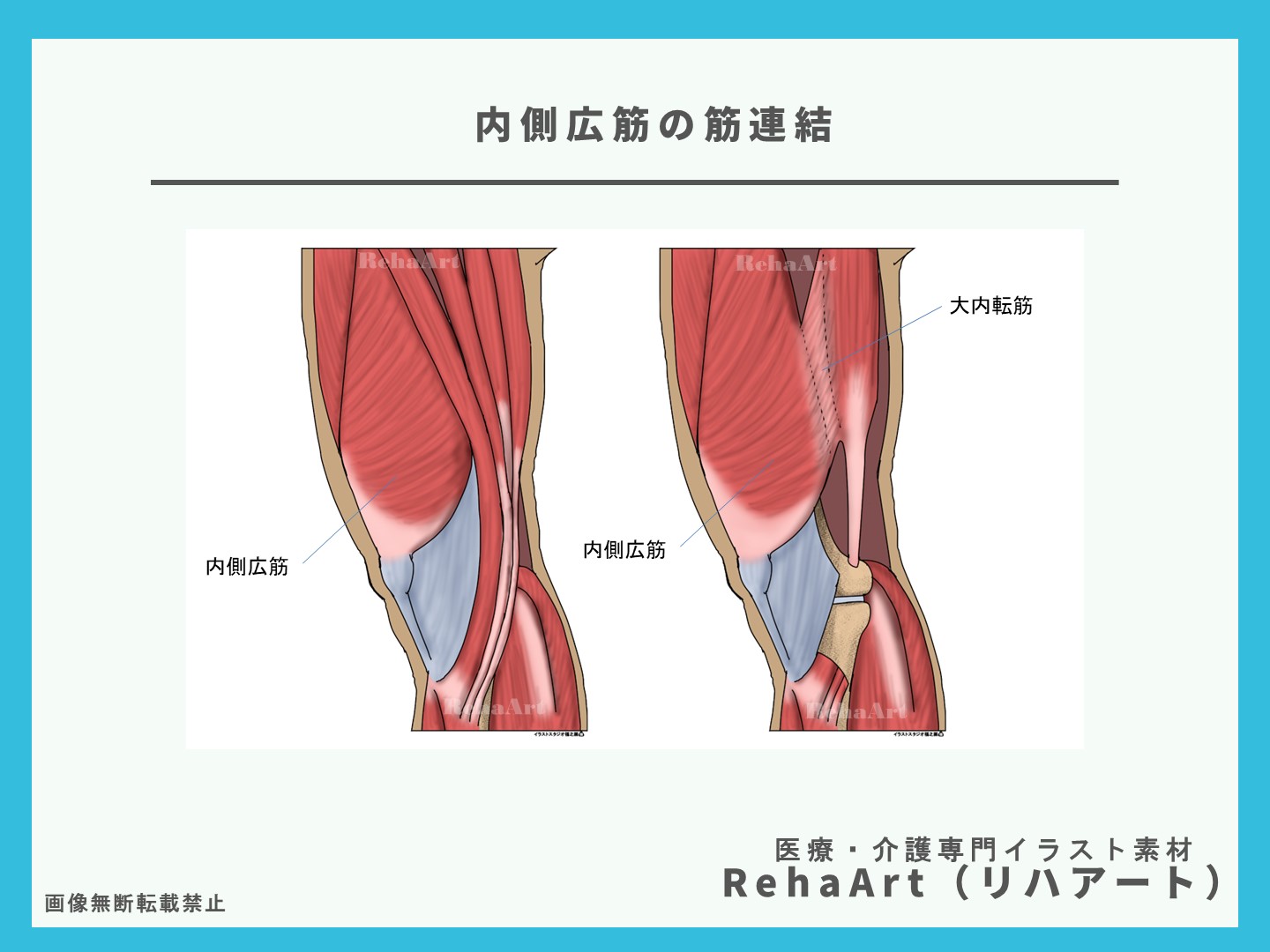 3.イラストで分かる内側広筋の大内転筋との筋連結・評価・機能