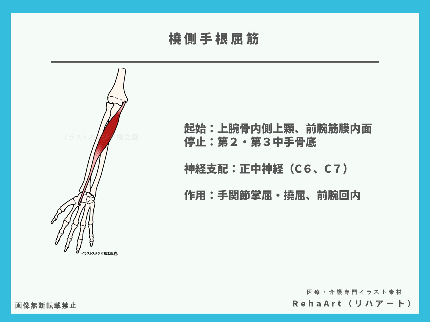 橈側手根屈筋の起始停止・神経支配・作用