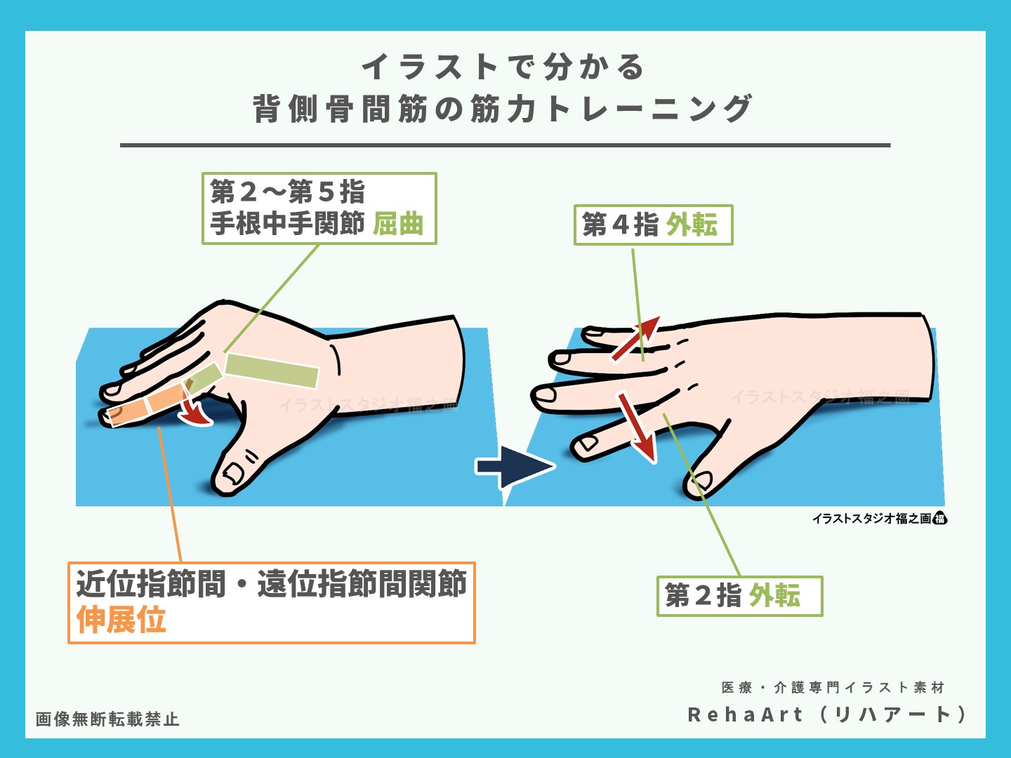 背側骨間筋の作用と指節間関節の動きと筋力トレーニングの方法