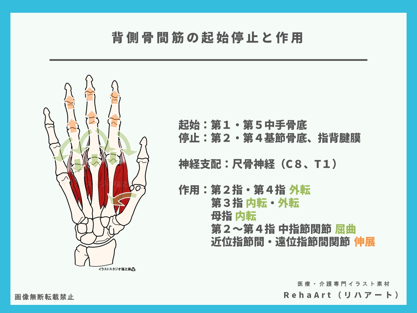 背側骨間筋の起始停止と作用のイラスト