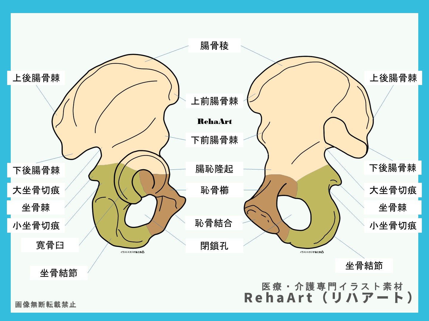 3.寛骨の構造と名称の図・解説・部位名称・側面・外側・内側