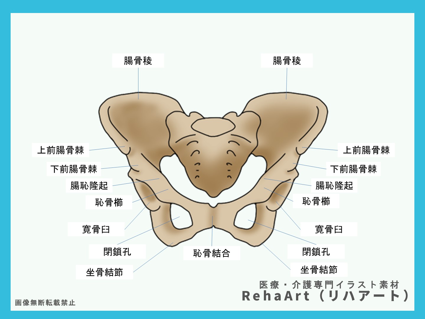 4.寛骨の構造と名称の図・解説・部位名称・正面