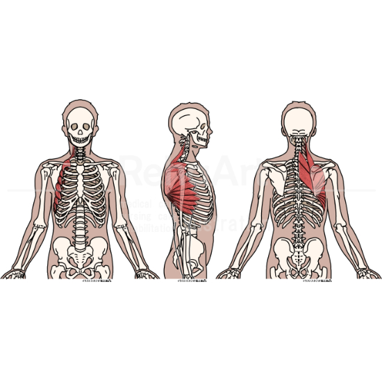 前鋸筋・菱形筋・肩甲挙筋の起始停止と筋線維走行と作用