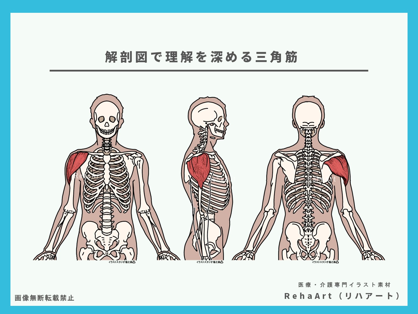 三角筋、前部・中部・後部線維、ストレッチング、短縮、評価、素材、分かりやすい