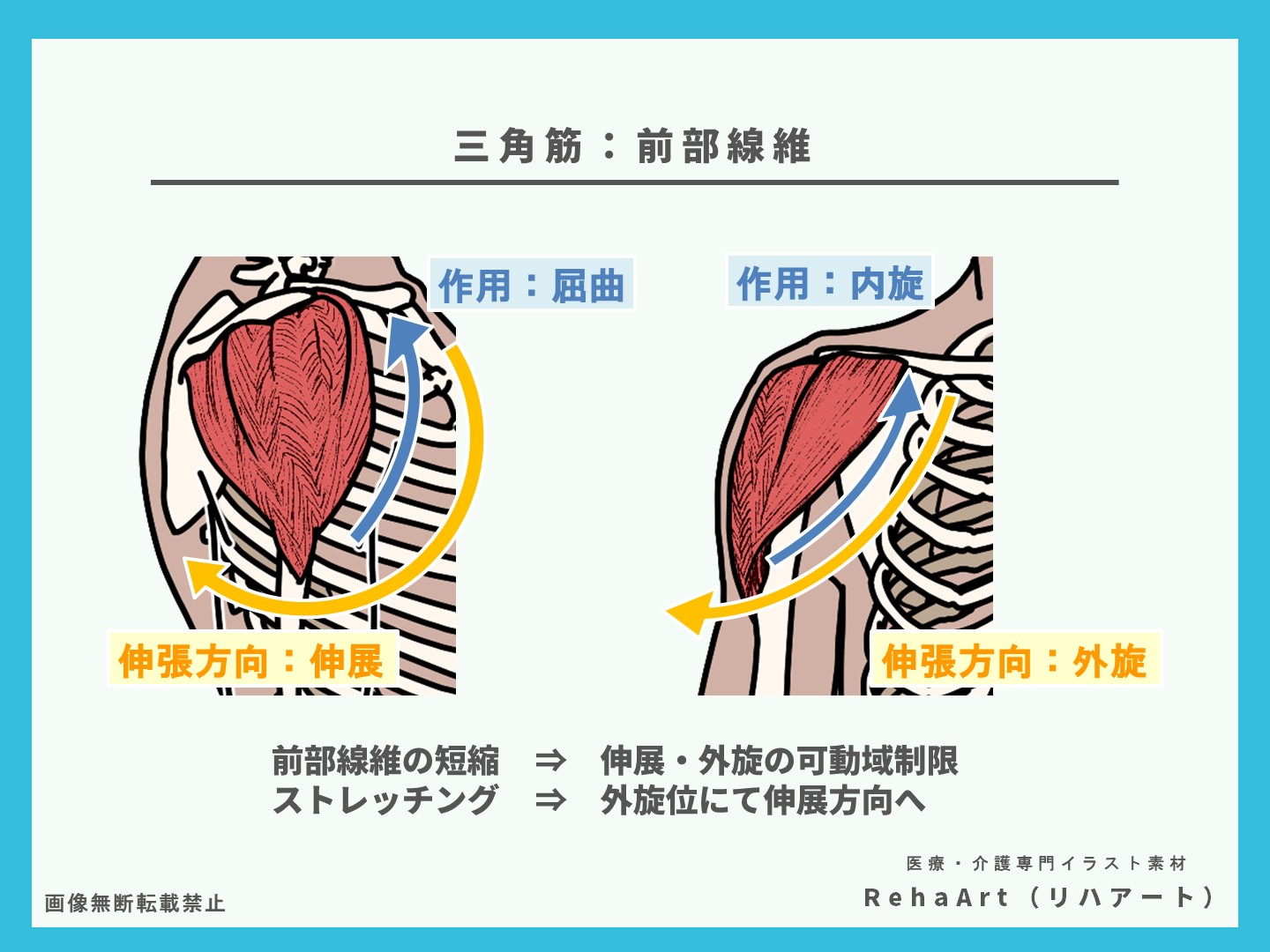 三角筋、前部線維、ストレッチング、短縮、評価