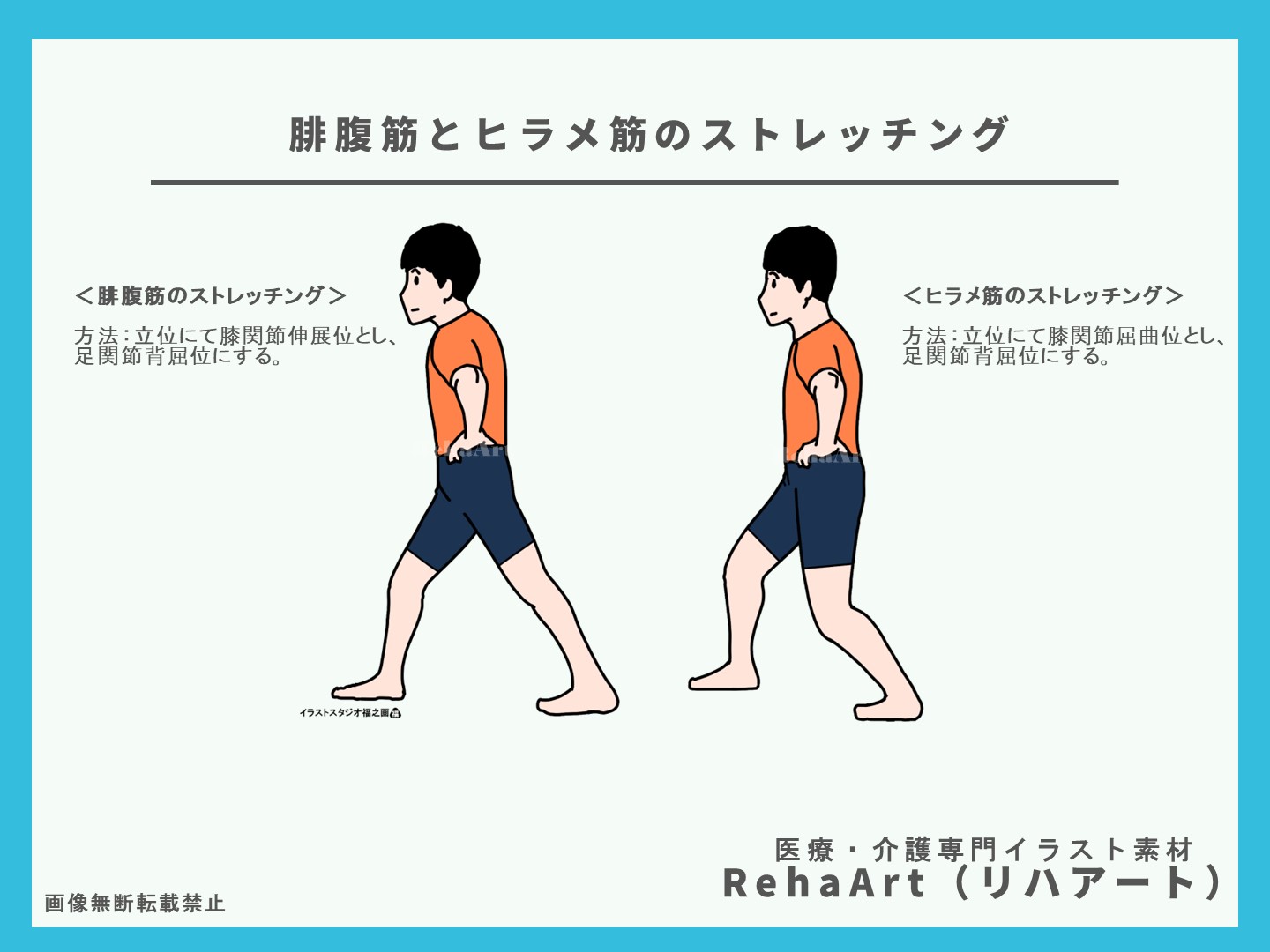 腓腹筋とヒラメ筋の起始停止とストレッチング方法のイラスト・解剖図・ブログ・おすすめ・足・脚・運動3