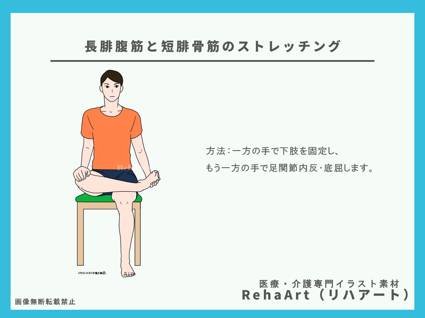 長腓骨筋と短腓骨筋の起始停止とストレッチ方法3イラスト解剖図