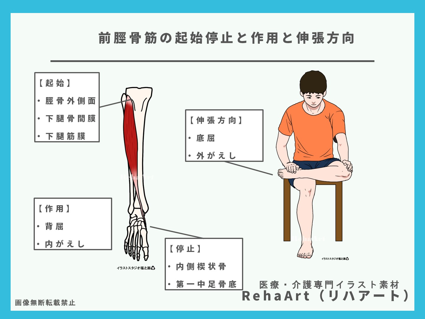 前脛骨筋の起始停止と作用とストレッチ方法のイラスト・画像1