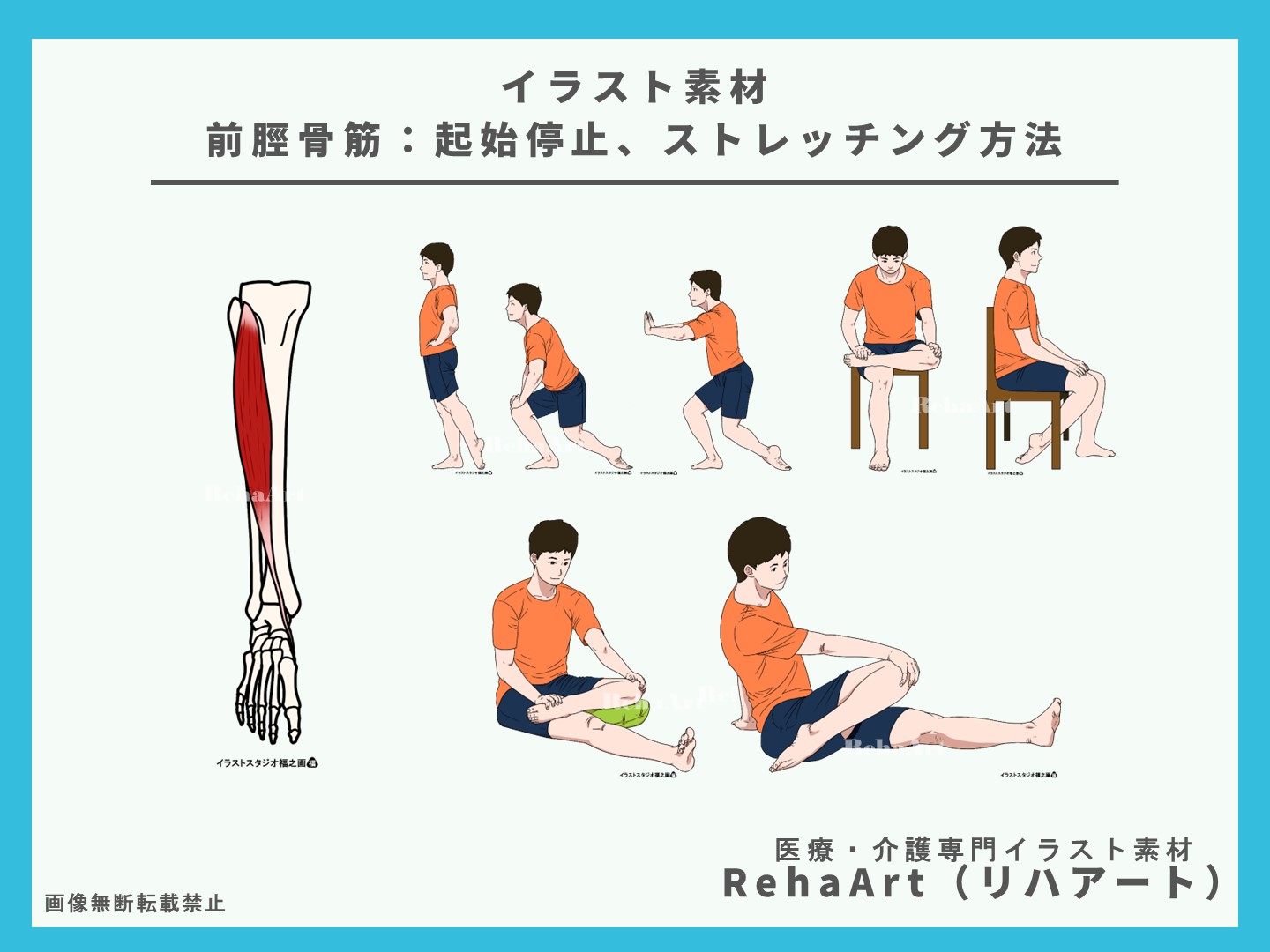 前脛骨筋の起始停止と作用とストレッチ方法のイラスト・画像4