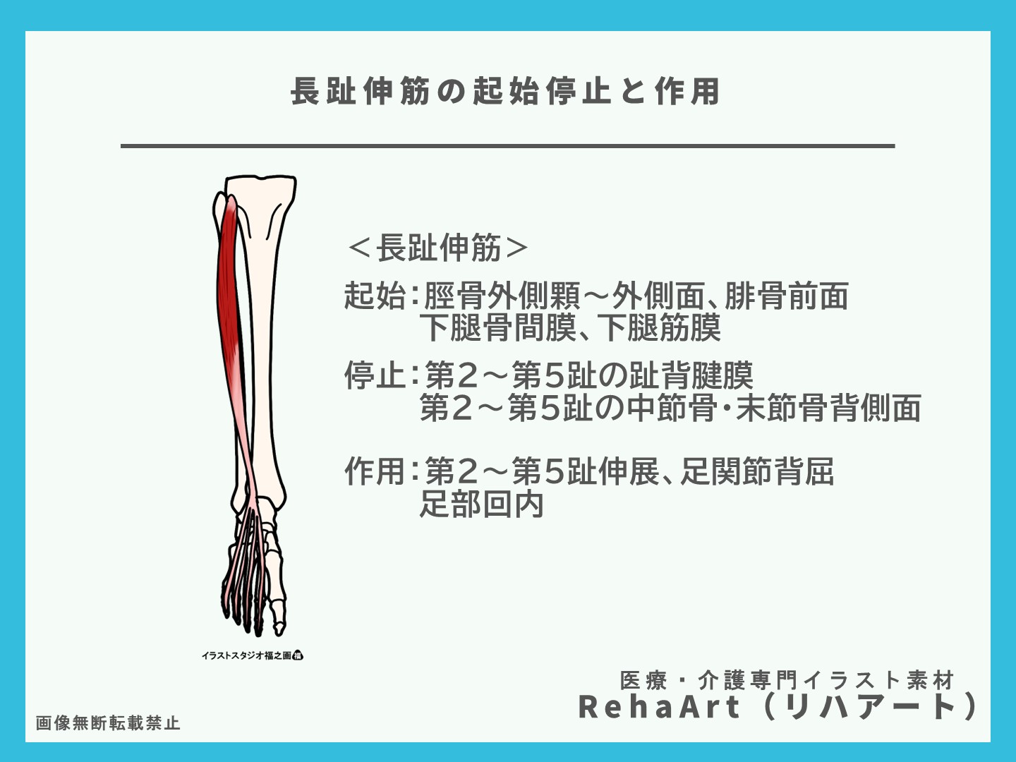 自主トレーニング用、イラスト、長趾伸筋、ストレッチ、起始停止、高齢者、医療、リハビリ2