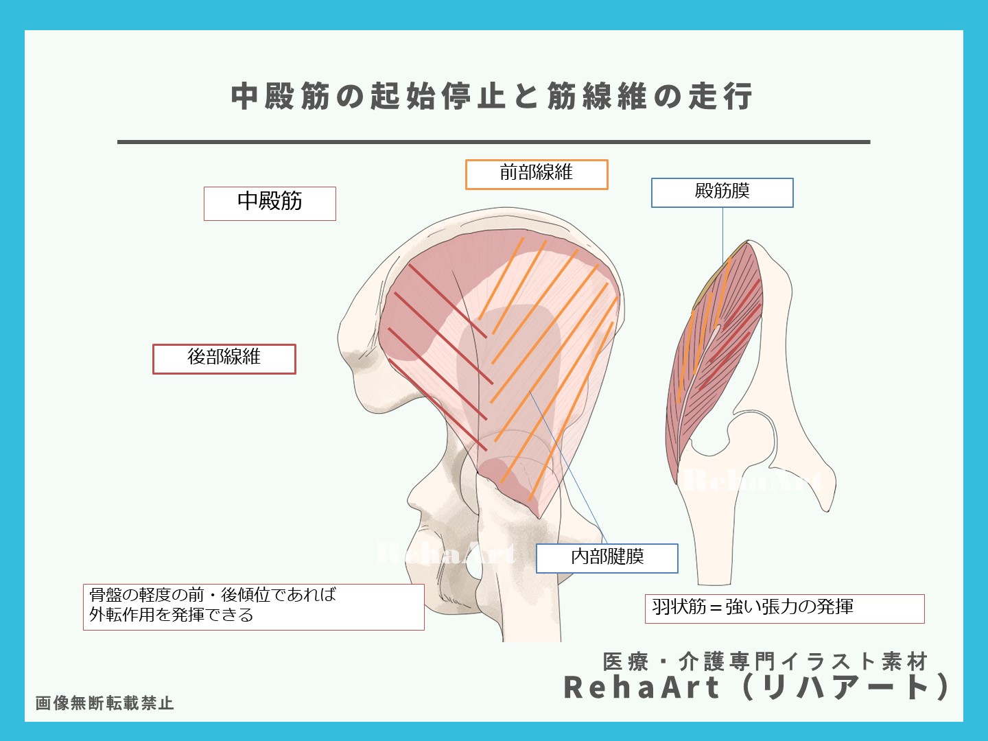 中殿筋と小殿筋の解剖図による解説、起始停止、作用、筋線維、イラスト、股関節2
