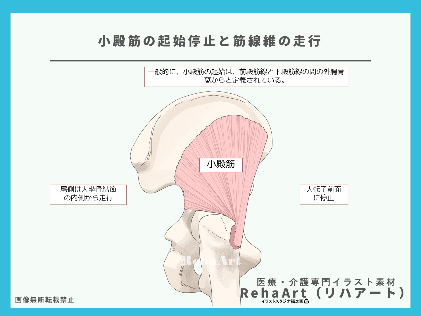 中殿筋と小殿筋の解剖図による解説、起始停止、作用、筋線維、イラスト、股関節3