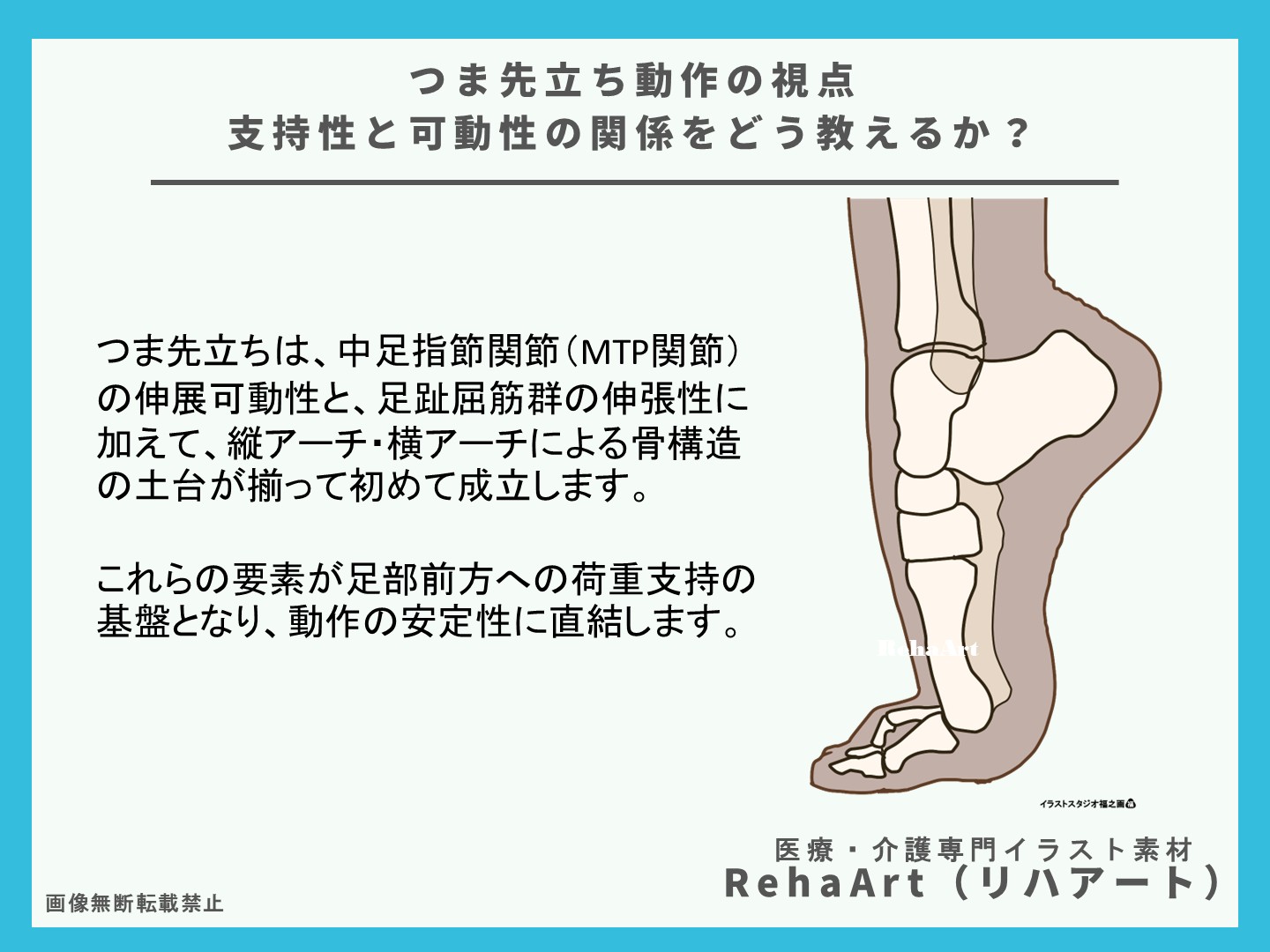 つま先立ち、足部、解剖図、骨、支持、アーチ、イラスト、画像2