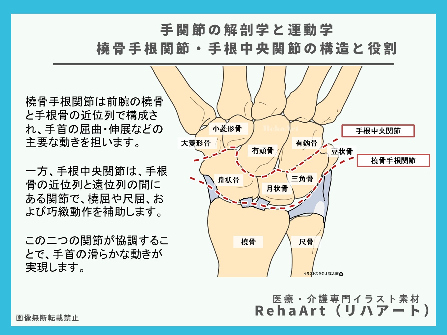 手関節の解剖と運動学 ― 橈骨手根関節・手根中央関節の構造と役割2