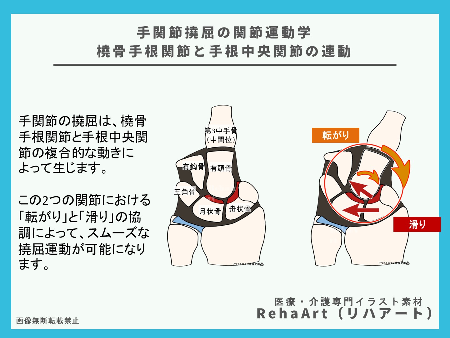 手関節撓屈の関節運動学 ― 橈骨手根関節と手根中央関節の連動2